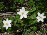 Anemone nemorosa