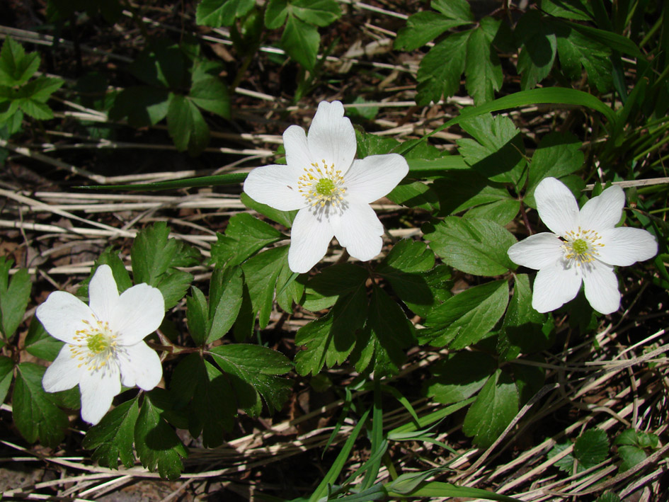 Изображение особи Anemone nemorosa.