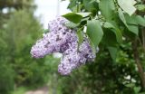 Syringa vulgaris. Верхушка ветки с соцветиями. Ленинградская обл., Кировский р-н, дачный участок в сад. Восход. 31.05.2014.