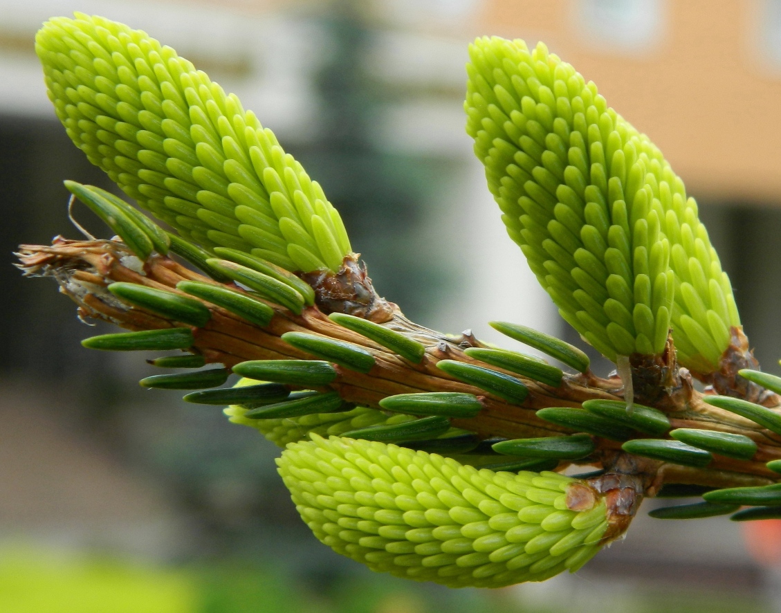 Image of Picea &times; fennica specimen.