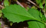 Scaevola humilis