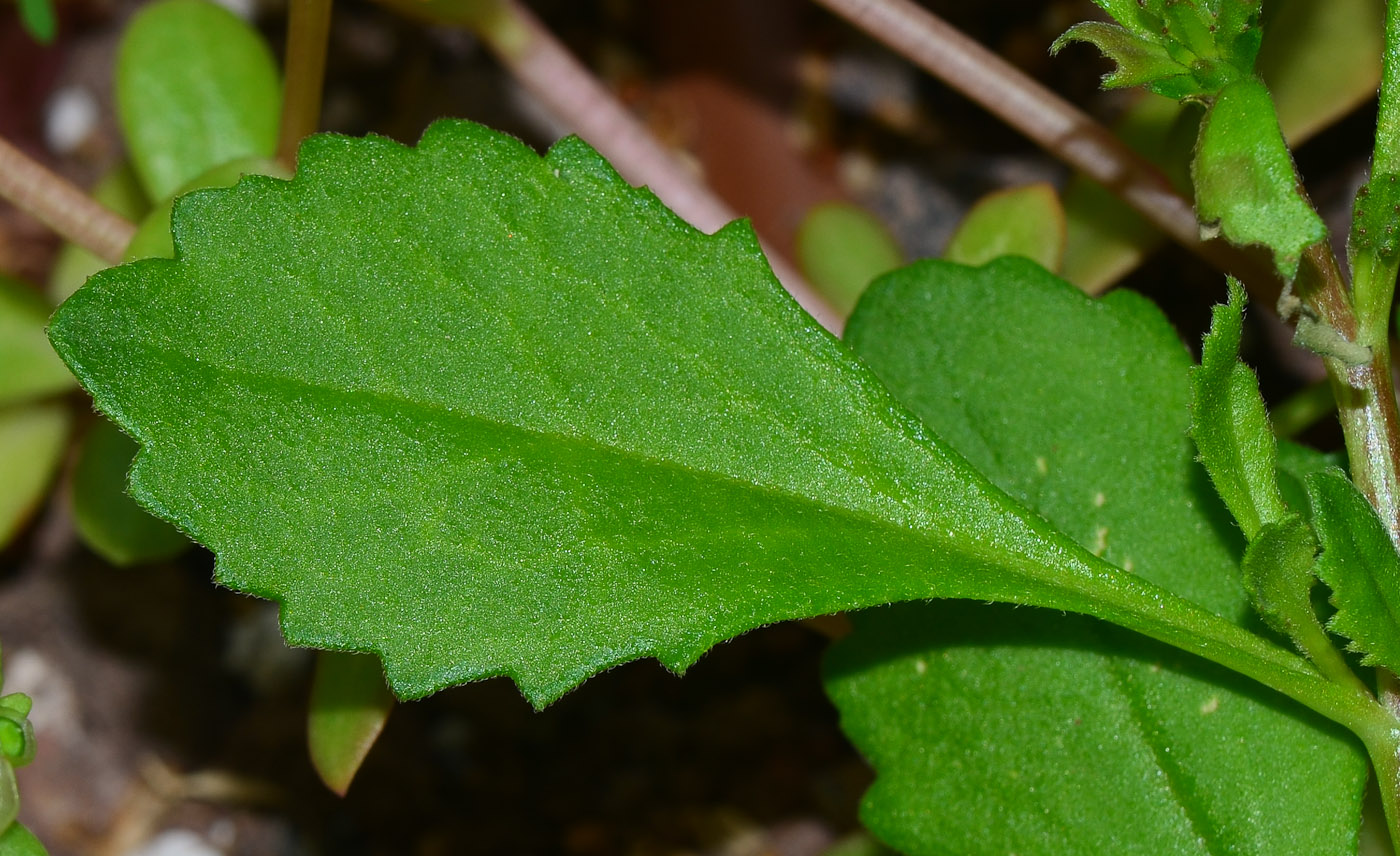 Изображение особи Scaevola humilis.