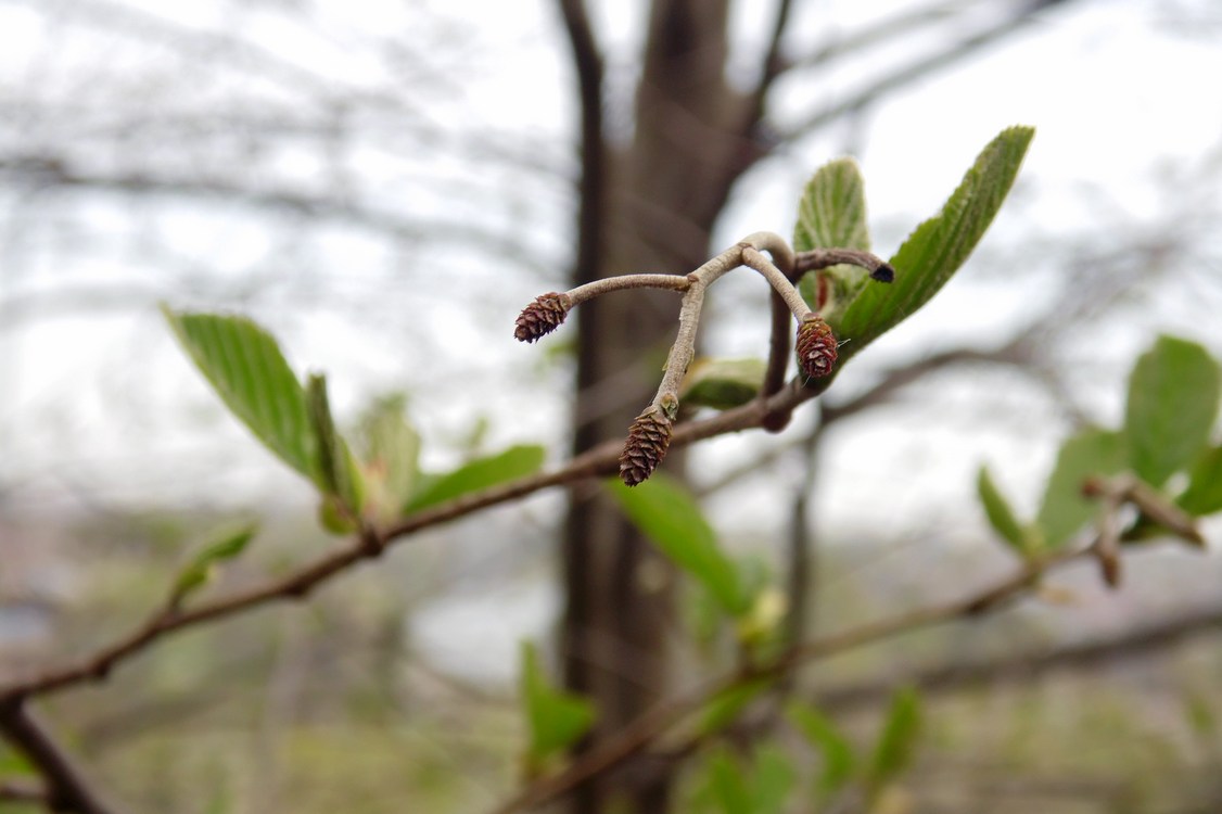 Изображение особи Alnus incana.