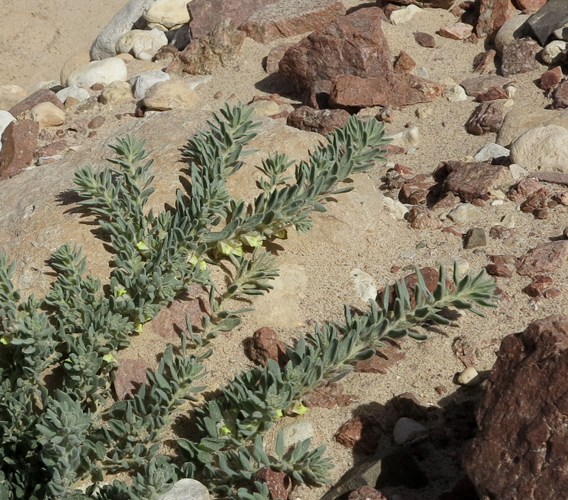 Image of Kickxia floribunda specimen.