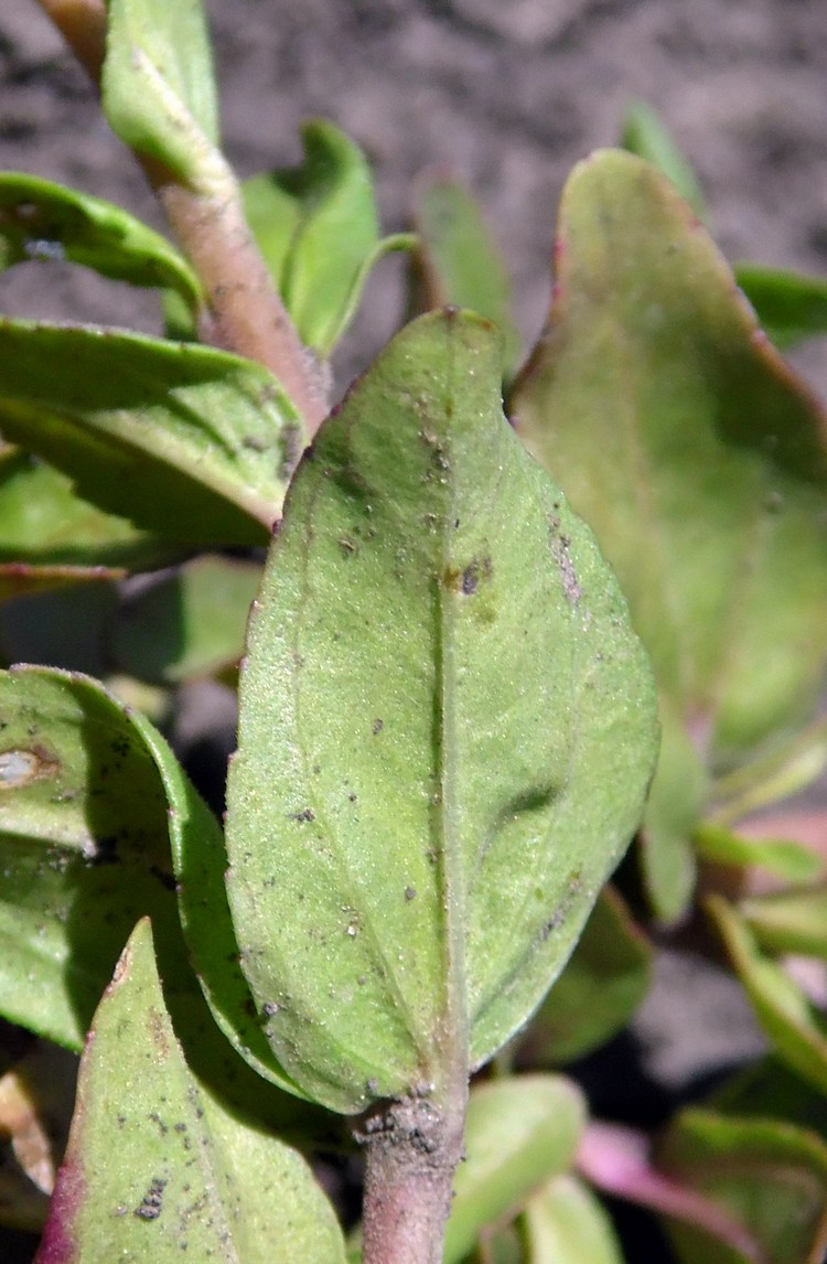 Image of Veronica serpyllifolia specimen.