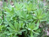 Lupinus polyphyllus. Листья молодого растения. Беларусь, г. Минск, парк Грековой, луг. 23.04.2016.