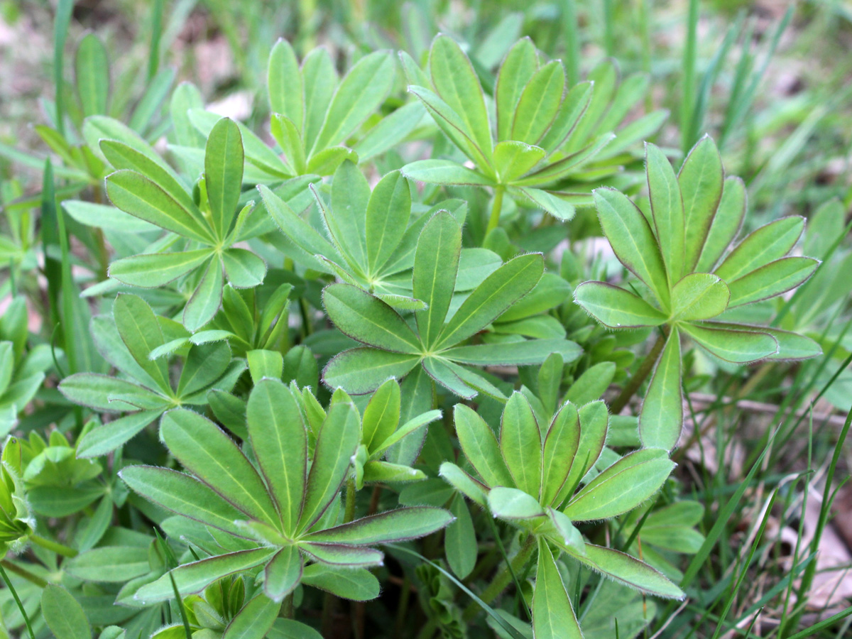 Изображение особи Lupinus polyphyllus.