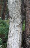 Populus nigra. Ствол взрослого дерева. Алтай, окр. пос. Манжерок, берег р. Катунь. 22.08.2009.