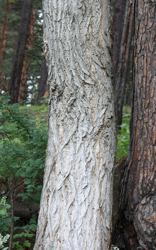 Изображение особи Populus nigra.