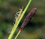 Carex pilosa