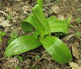 Orchis purpurea подвид caucasica. Прикорневые листья. Краснодарский край, м/о г. Геленджик, хр. Маркотх, гора Солдатская, дубово-грабовый лес с примесью клёна и липы. 09.05.2016.