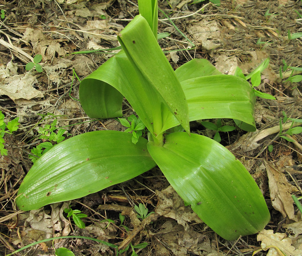 Image of Orchis purpurea ssp. caucasica specimen.