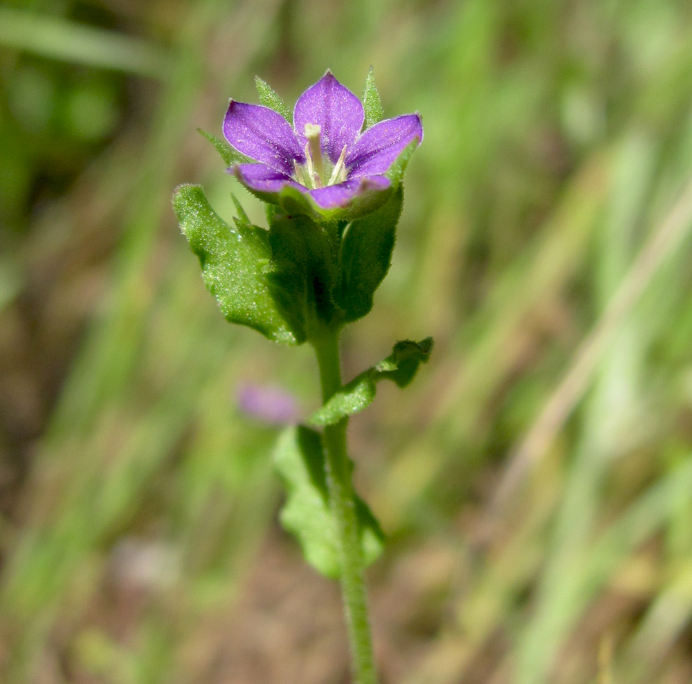 Image of Legousia hybrida specimen.