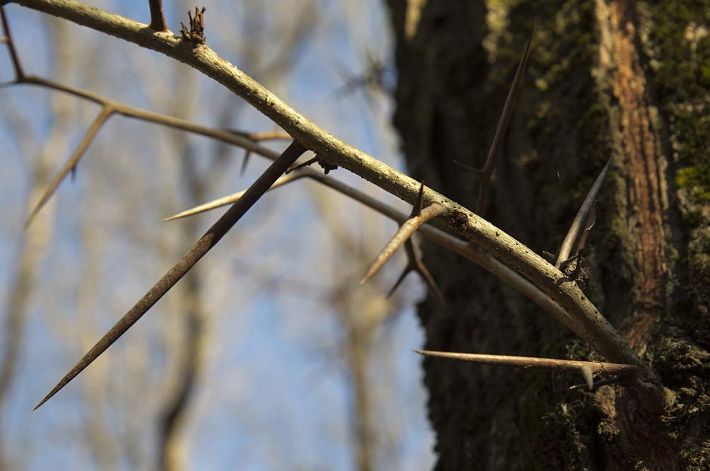 Image of Gleditsia triacanthos specimen.