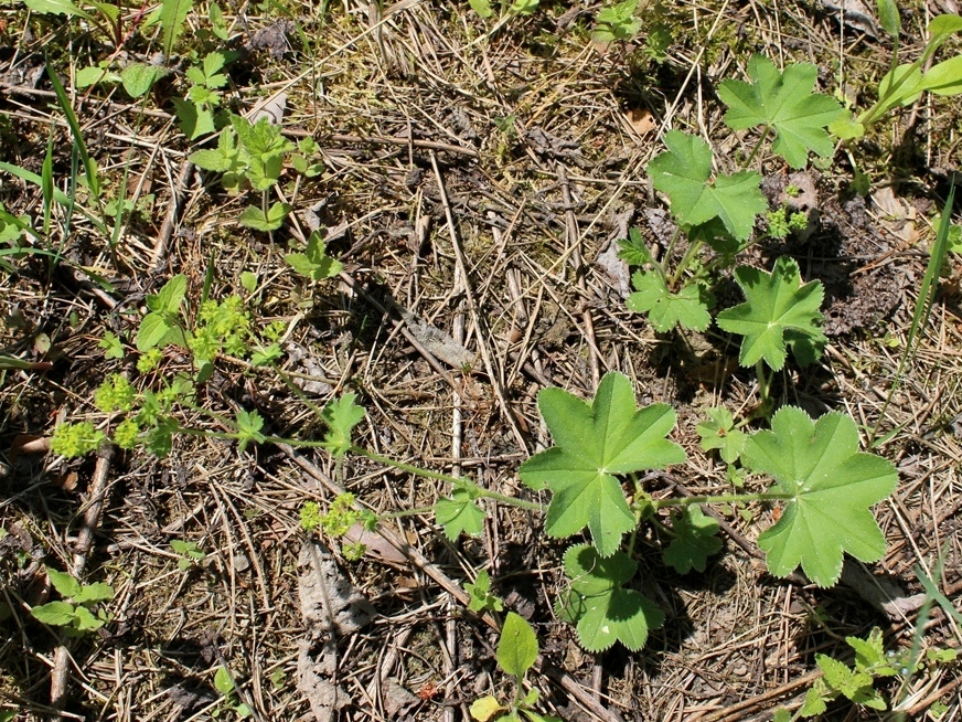Изображение особи род Alchemilla.