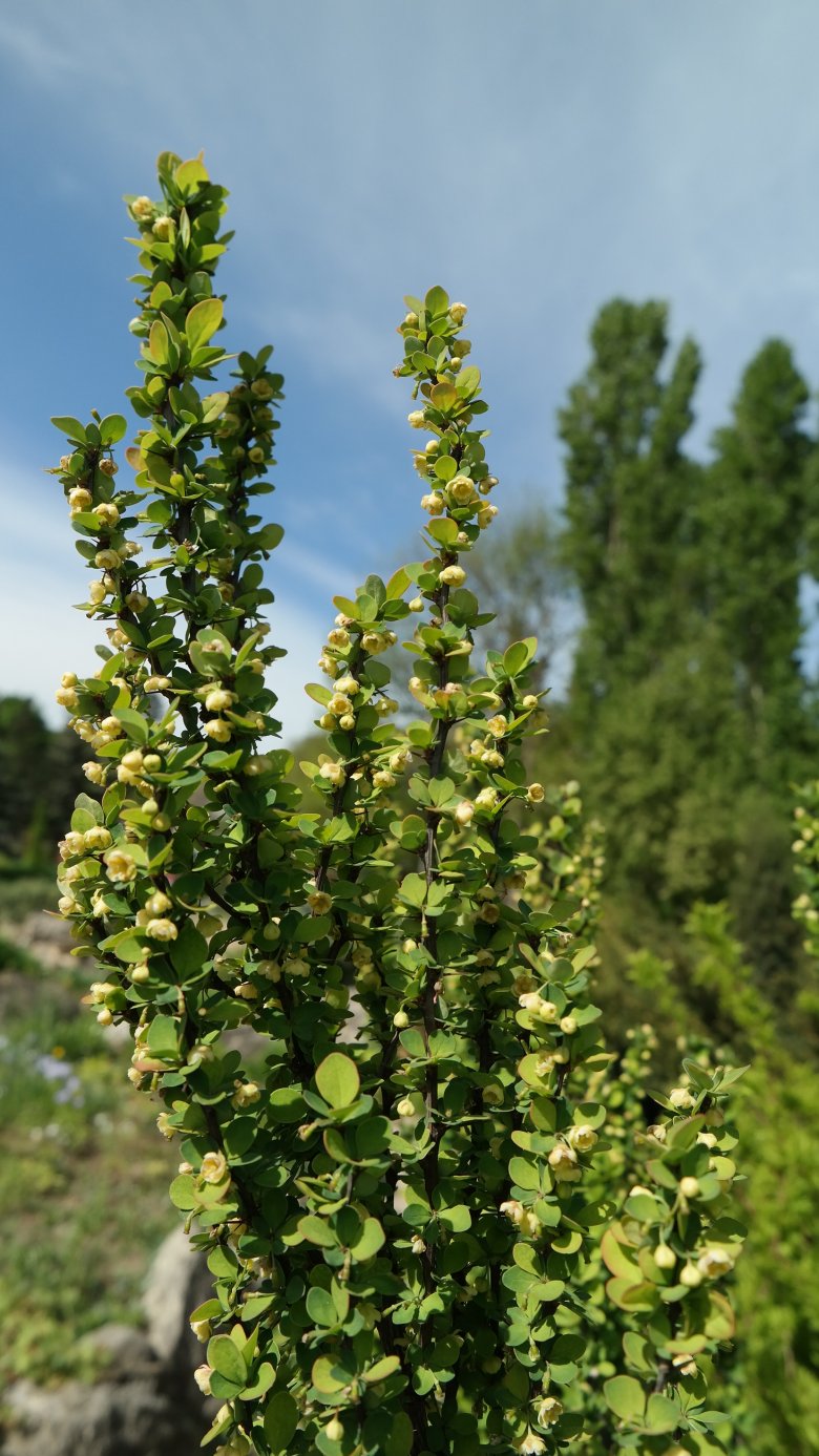 Изображение особи Berberis thunbergii.