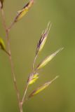 Image of taxon representative. Author is Радик Кутушев