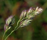 Dactylis glomerata. Соцветие. Московская обл., Раменский р-н, окр. ж.-д. платформы Хрипань, смешанный лес у ЛЭП. 13.06.2016.