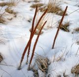 Orostachys spinosa. Высохшие растения с вызревшими плодами. Юг Красноярского края, окр. ст. Минусинск. 04.02.2010.