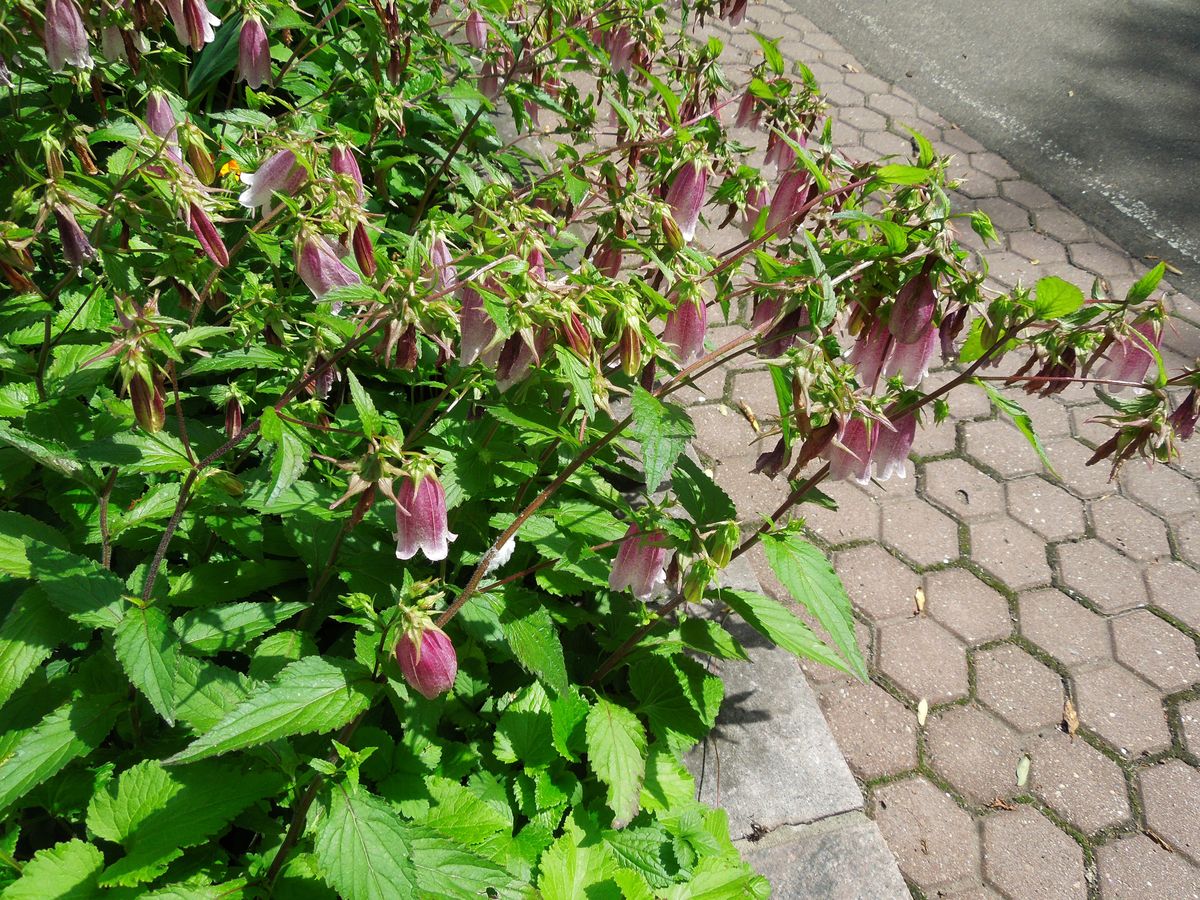 Image of Campanula takesimana specimen.