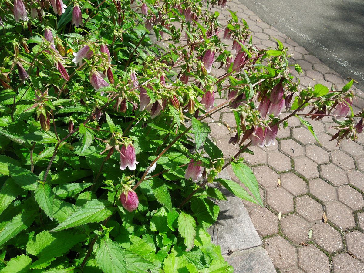 Изображение особи Campanula takesimana.