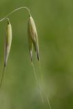 genus Avena