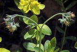 Lindelofia tschimganica. Верхушка цветущего растения (на заднем плане Euphorbia sarawschanica). Узбекистан, Ташкентская обл., зап. отроги Чаткальского хр., гора Бол. Чимган, ущ. Аксая. 28.06.2016.