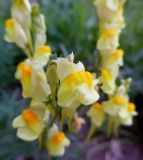 Linaria vulgaris. Цветки. Марий Эл, г. Йошкар-Ола, самосев. 17.07.2016.