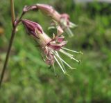 Silene saxatilis. Цветок. Кабардино-Балкария, Эльбрусский р-н, долина р. Ирик, ок. 2700 м н.у.м. 14.07.2016.