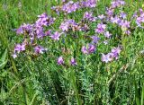 Linum heterosepalum