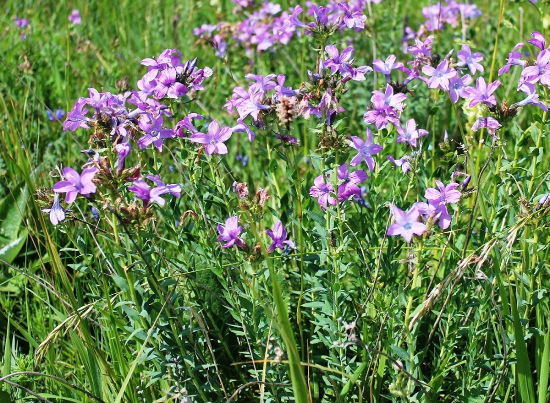 Изображение особи Linum heterosepalum.