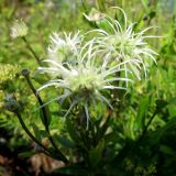 Clematis hexapetala