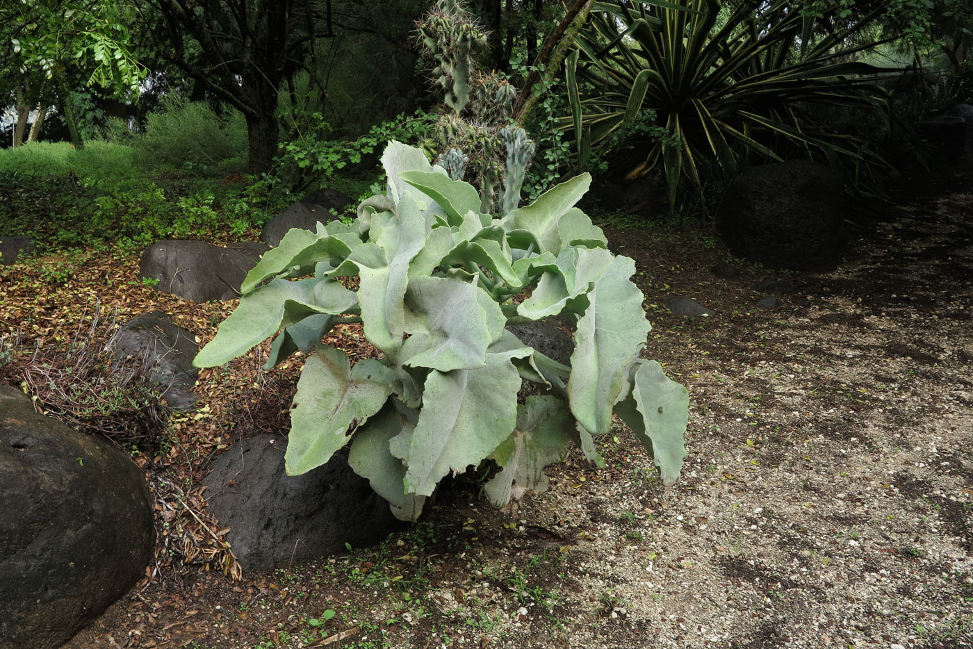 Изображение особи Kalanchoe beharensis.