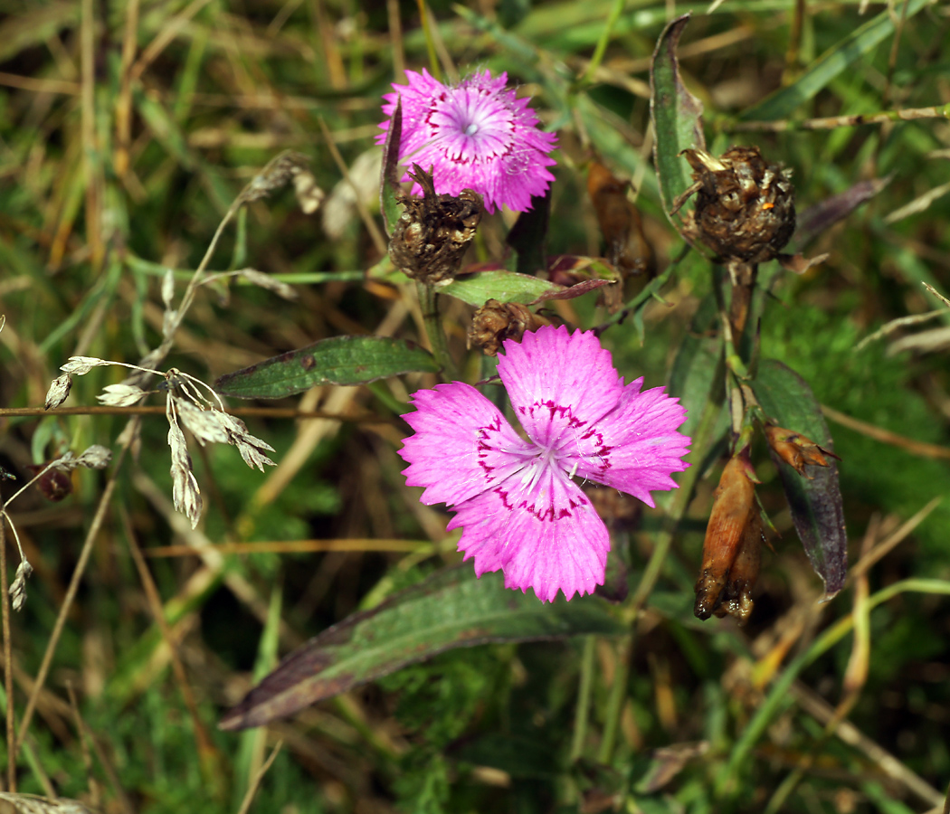 Изображение особи Dianthus fischeri.