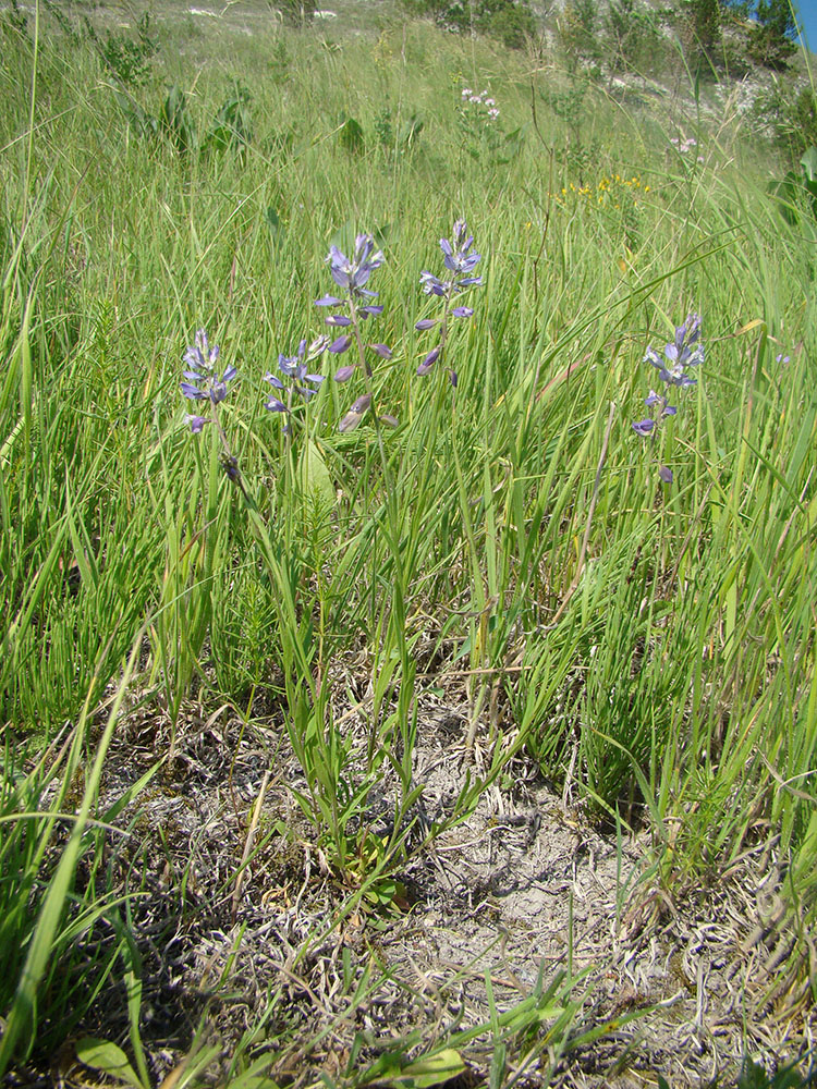 Image of Polygala comosa specimen.