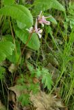 Corydalis glaucescens