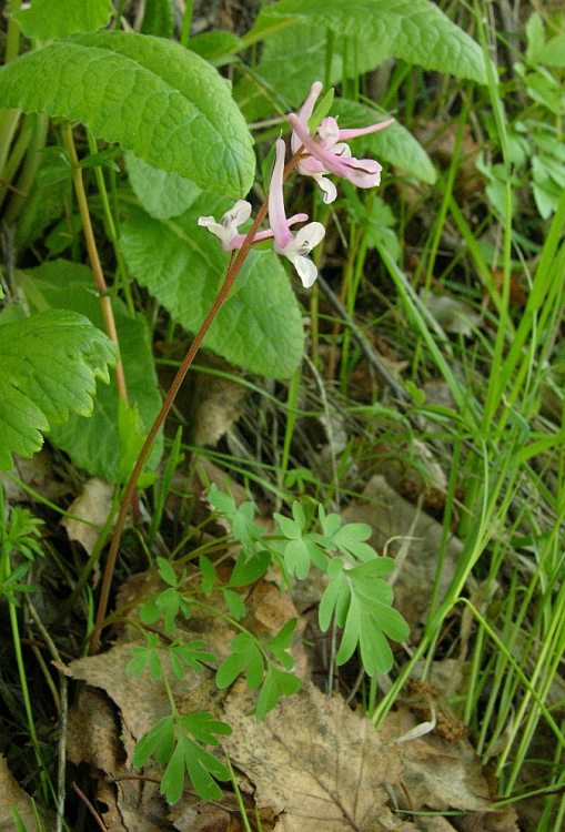 Image of Corydalis glaucescens specimen.