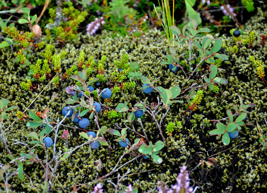 Image of Vaccinium uliginosum specimen.