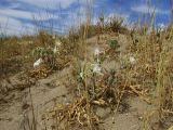 Pancratium maritimum. Цветущие растения в сообществе с пыреем (Elymus farctus (Viv.) Runemark ex Melderis). Испания, автономное сообщество Каталония, провинция Жирона, комарка Баш Эмпорда, муниципалитет Тороэлья-де-Монгри, пляж Фонольера (la Fonollera) в 1км. к югу от устья р. Тер, тыловой склон дюны. 10.08.2016.