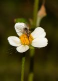 Bidens pilosa. Соцветие с питающейся мухой. Израиль, Шарон, г. Тель-Авив, ботанический сад тропических растений, у ручья, сорное. 21.06.2016.