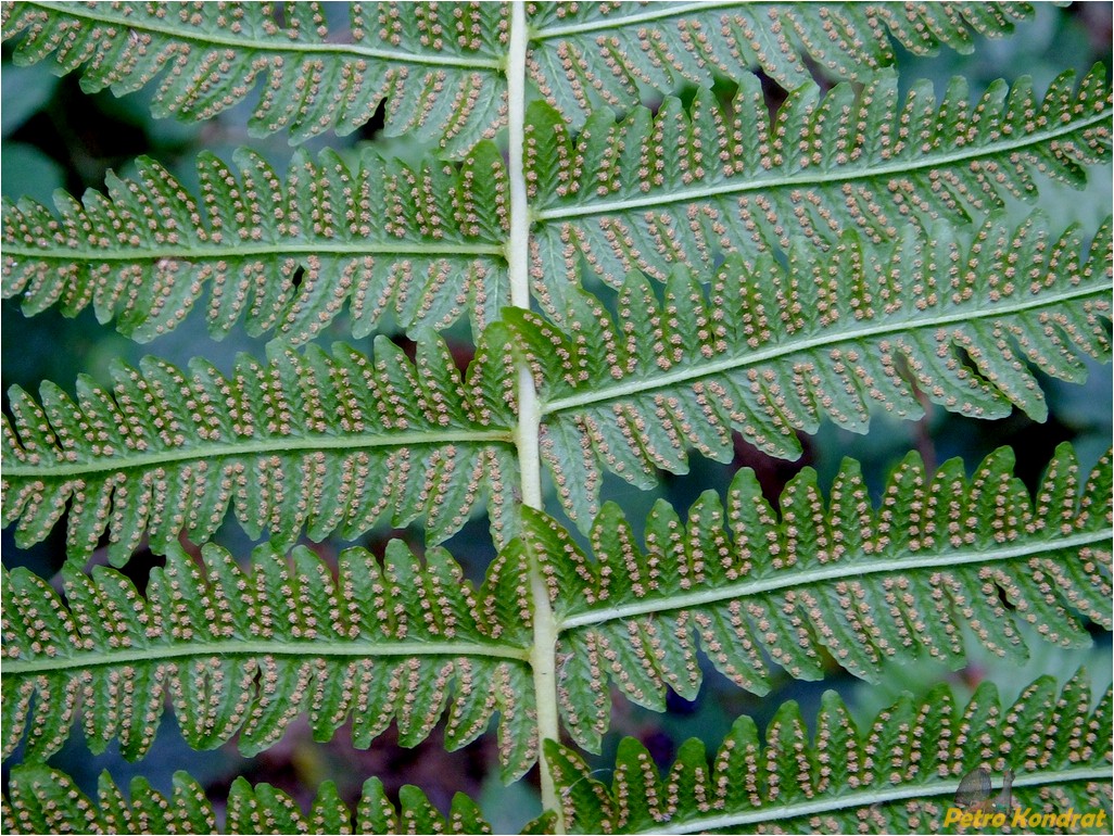 Image of Oreopteris limbosperma specimen.