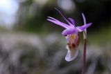 Calypso bulbosa