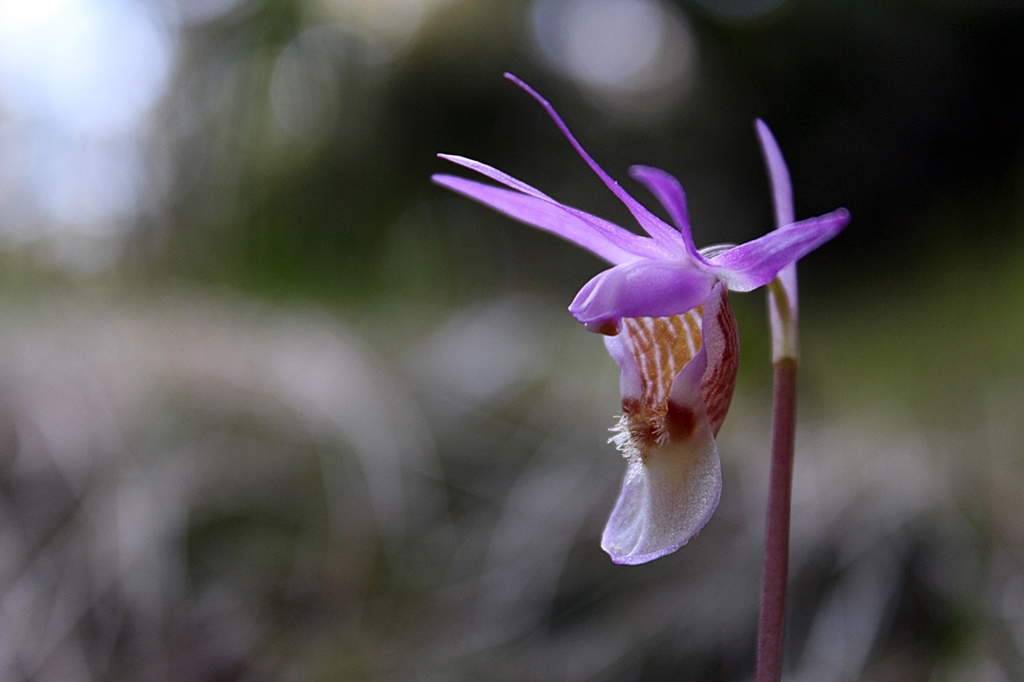 Image of Calypso bulbosa specimen.