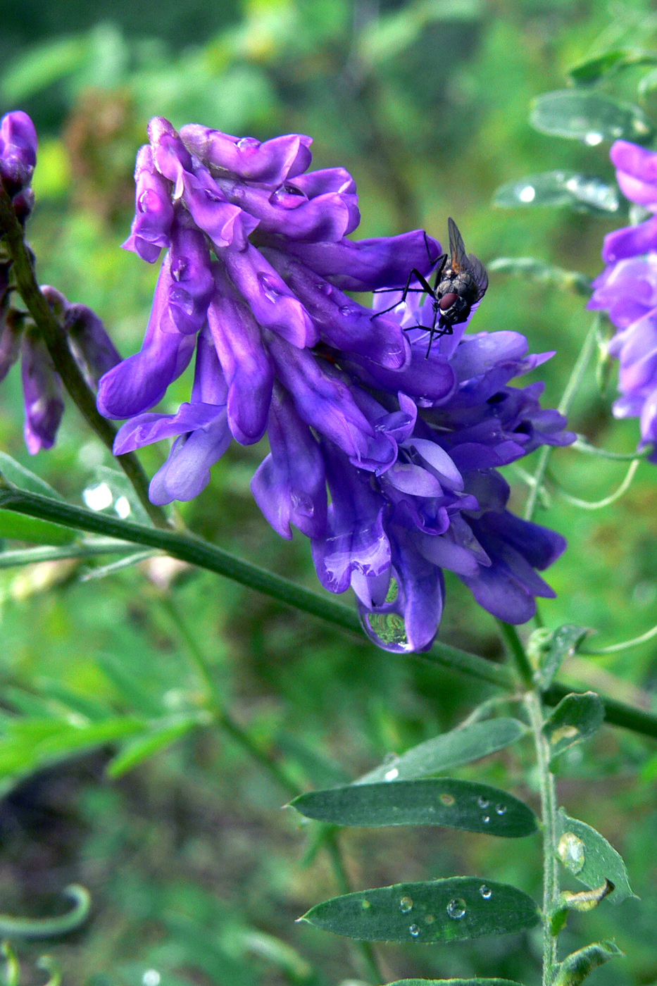 Изображение особи Vicia cracca.