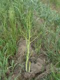 Asparagus officinalis