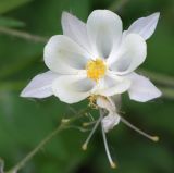 Aquilegia coerulea. Цветок. Республика Татарстан, г. Казань, Казанский зооботанический сад. 22.06.2015.