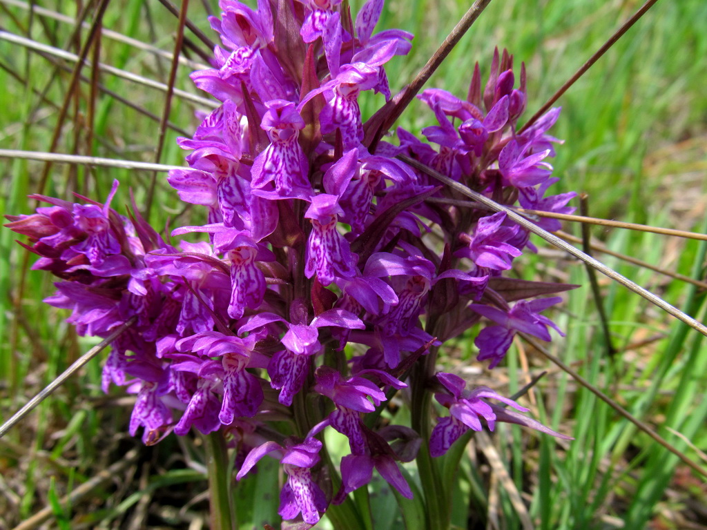 Image of Dactylorhiza majalis specimen.