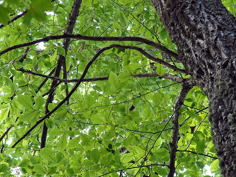 Изображение особи Carpinus betulus.