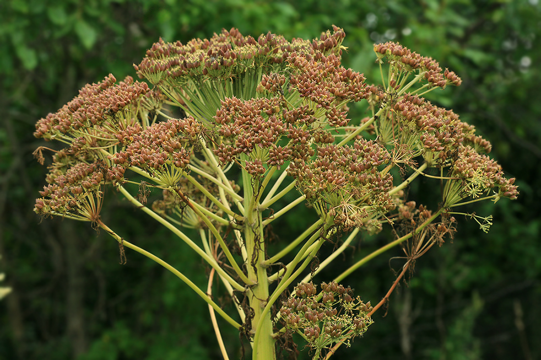 Изображение особи Pleurospermum uralense.