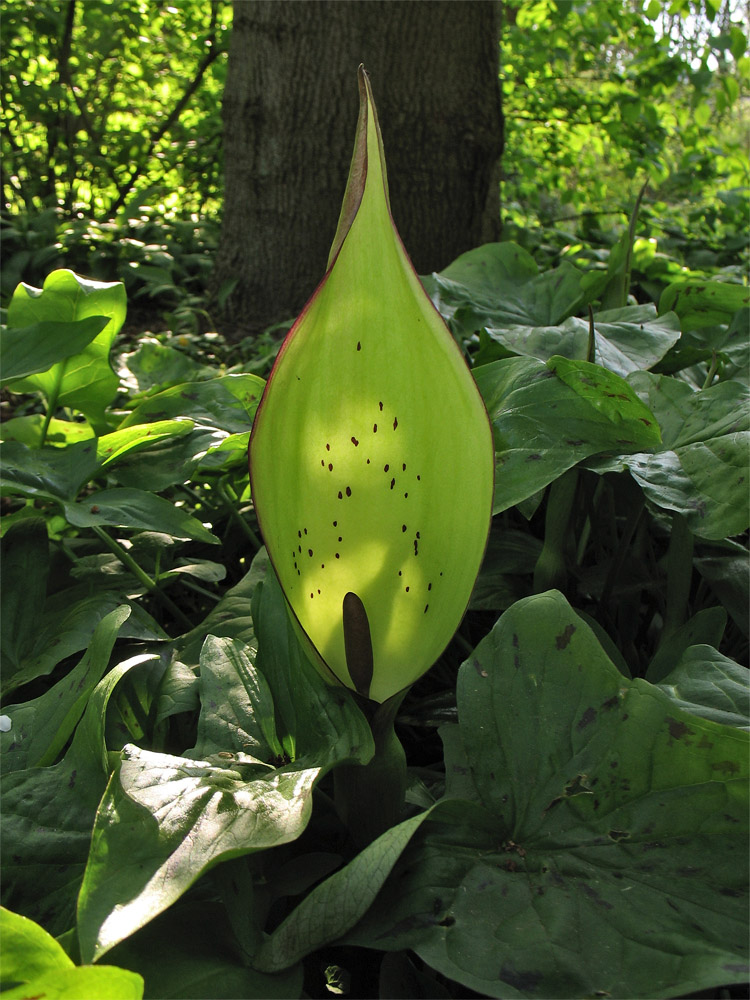 Изображение особи Arum maculatum.